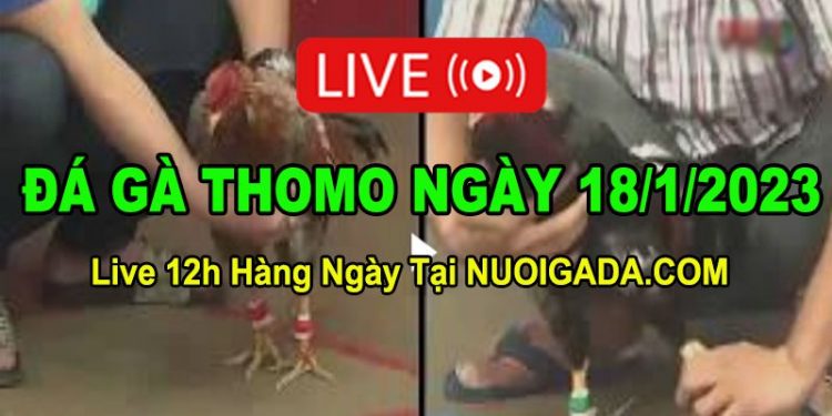 Đá gà Campuchia 18/1/2023