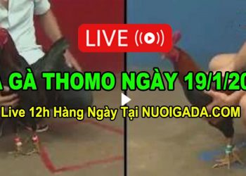 Đá gà Campuchia 19/1/2023