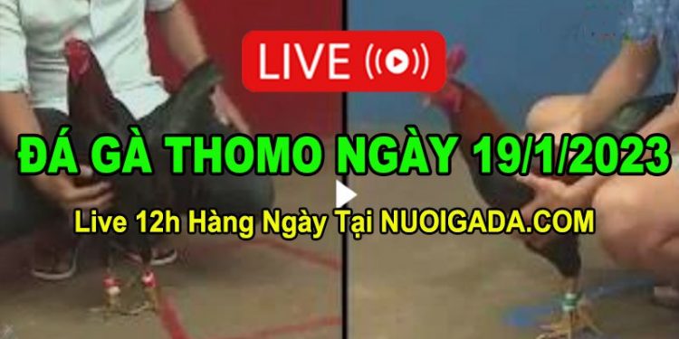 Đá gà Campuchia 19/1/2023