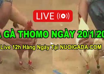 Đá gà Campuchia 20/1/2023