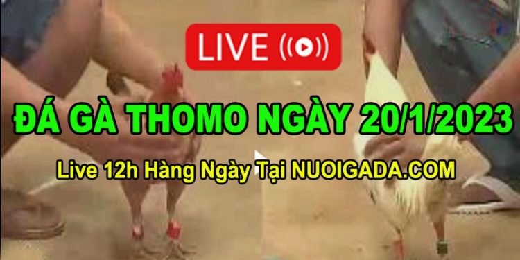 Đá gà Campuchia 20/1/2023