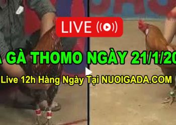 Đá gà Campuchia 21/1/2023