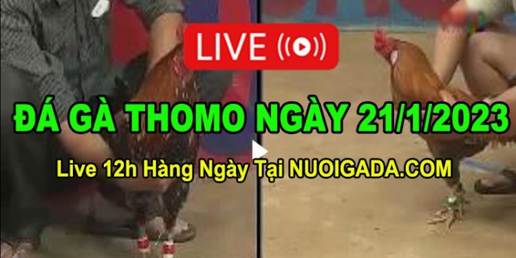 Đá gà Campuchia 21/1/2023