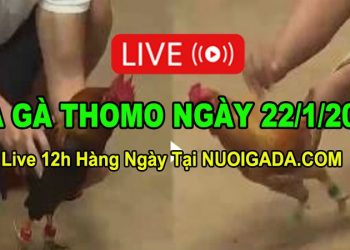 Đá gà Campuchia 22/1/2023