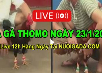 Đá gà Campuchia 23/1/2023