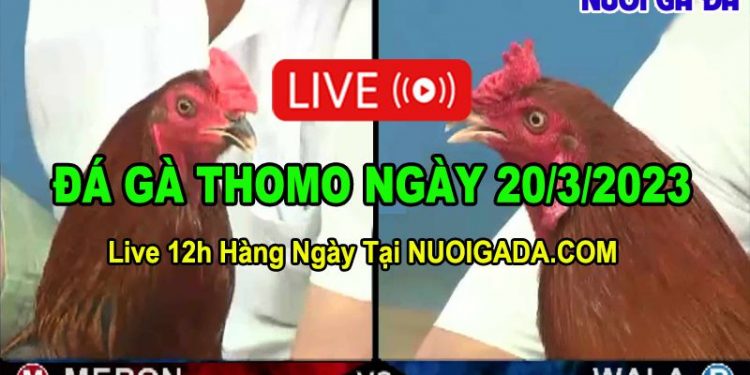 Trực tiếp đá gà 20/3/2023