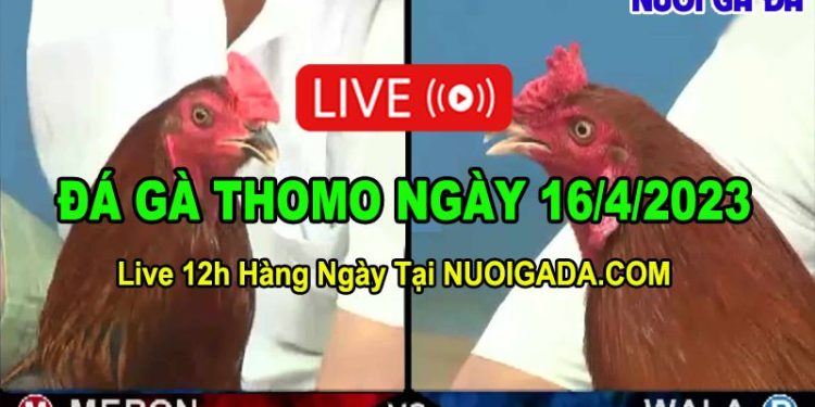 Trực tiếp đá gà 16/4/2023
