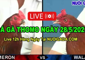 Trực tiếp đá gà 28/5/2023