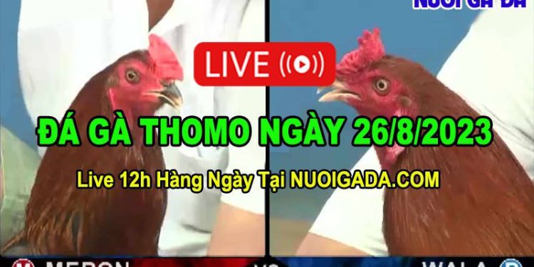 Trực tiếp đá gà 26/8/2023