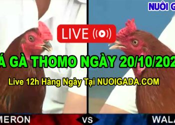 Trực tiếp đá gà Campuchia Thomo 20/10/2023