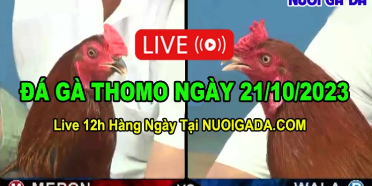 Đá gà Thomo cựa sắt Trực tuyến 21/10/2023