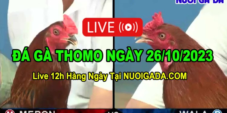 Xem đá gà cựa sắt Thomo CPC hôm nay 26/10/2023