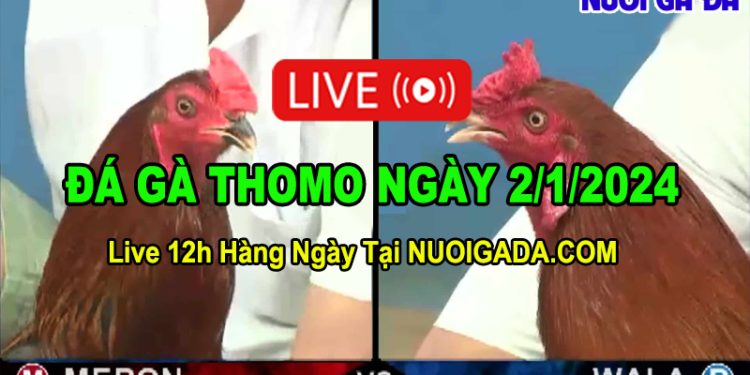 Trực tiếp đá gà Thomo Campuchia hôm nay CPC3 ngày 2/1/2024