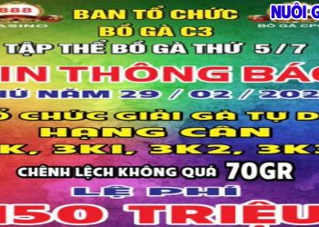 Trực tiếp giải đá gà Tự do bồ C3 29/2/2024