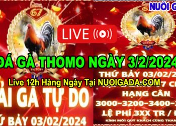 Giải đá gà tự do Thomo Campuchia 3/2/2024