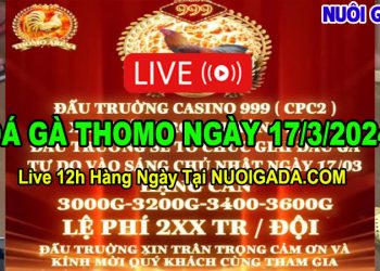 Trực tiếp giải đá gà tự do CPC2 mới nhất 17/3/2024