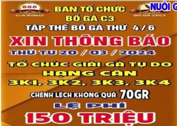 Giải đá gà tự do ngày 20/3/2024