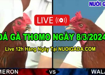 Live đá gà cựa sắt CPC3 Thomo Campuchia 8/3/2024