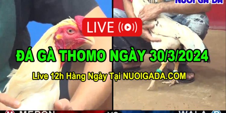 Xem clip giải đá gà CPC3 mới nhất 30/3/2024