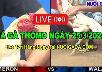 Video đá gà cựa sắt mới nhất C3 Thomo 25/3/2024