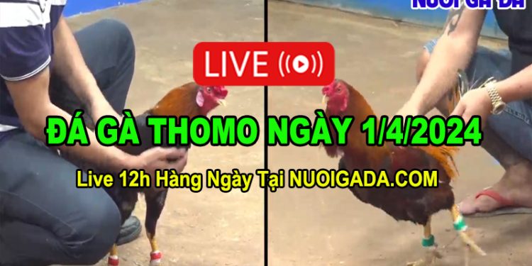 Clip đá gà Thomo bồ CPC3 1/4/2024
