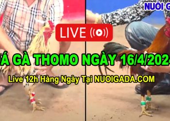 Livestream đá gà hàng ngày Thomo CPC2 12/4/2024