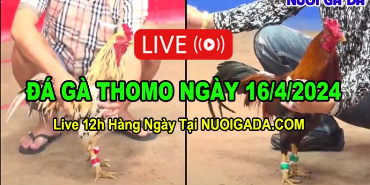 Livestream đá gà hàng ngày Thomo CPC2 12/4/2024