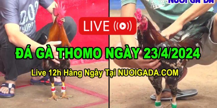 Livestream đá gà hàng ngày Thomo CPC2 12/4/2024