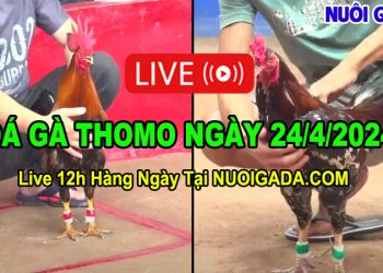 Livestream đá gà hàng ngày Thomo CPC2 12/4/2024
