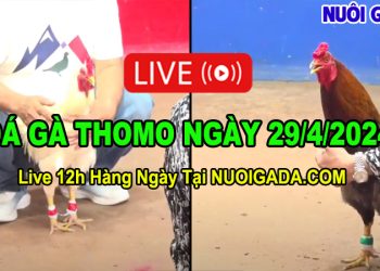 Livestream đá gà hàng ngày Thomo CPC2 12/4/2024