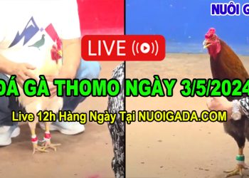 Livestream đá gà hàng ngày Thomo CPC2 12/4/2024