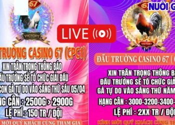 Giải đá gà Derby 4 con gà tự do CPC ngày 5/4/2024