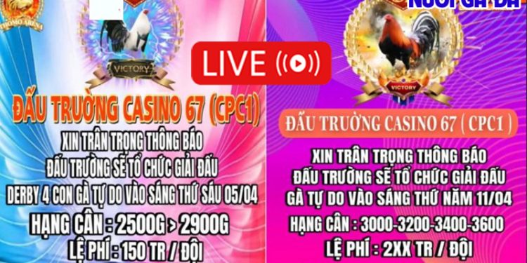 Giải đá gà Derby 4 con gà tự do CPC ngày 5/4/2024