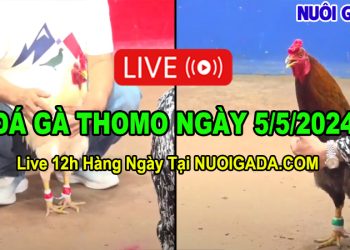 Livestream đá gà hàng ngày Thomo CPC2 12/4/2024