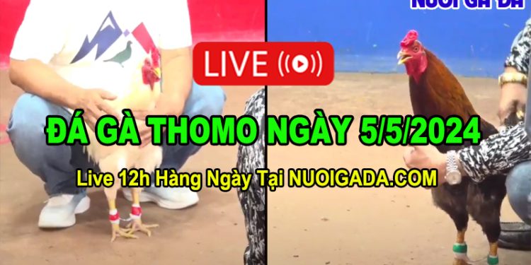 Livestream đá gà hàng ngày Thomo CPC2 12/4/2024