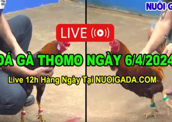 Video đá gà cựa sắt Campuchia CPC3 6/4/2024