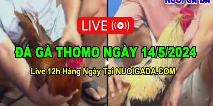 Trực tiếp đá gà hôm nay mới nhất Thomo CPC3 14/5/2024