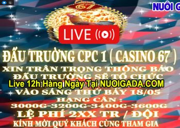 Giải đá gà tự do Casino 67 Thomo ngày 18/5/2024