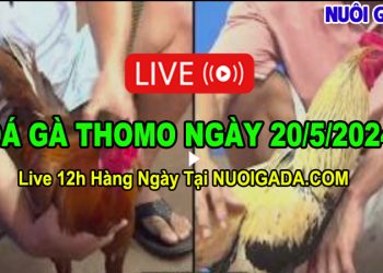 Live video đá gà cựa sắt CPC3 hôm nay 20/5/2024