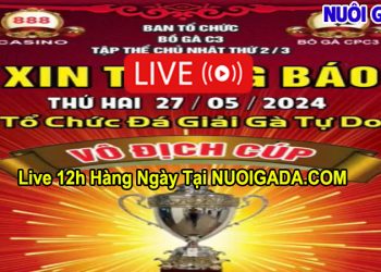 Full giải đá gà tự do CPC3 Casino Thomo 27/5/2024