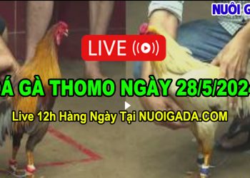 Trực tiếp video clip đá gà casino CPC3 hôm nay 28/5/2024