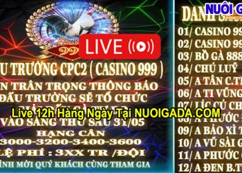 Trực tiếp giải đá gà Tự do Casino 999 31/5/2024