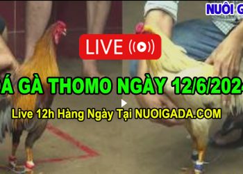 Xem đá gà CPC3 trực tuyến HD video chất lượng ngày 12/6/2024