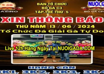 Clip Giải đá gà Tự do CPC3 trực tuyến chất lượng cao ngày 13/6/2024
