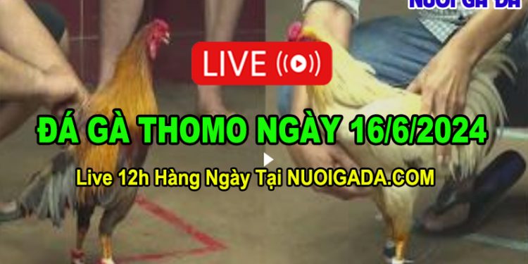 Xem video đá gà CPC3 trực tuyến HD chất lượng ngày 16/6/2024