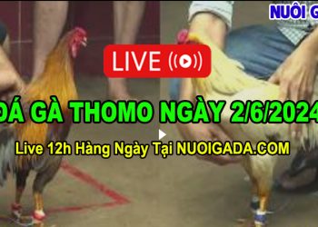 Clip đá gà Thomo cựa sắt mới nhất 2/6/2024