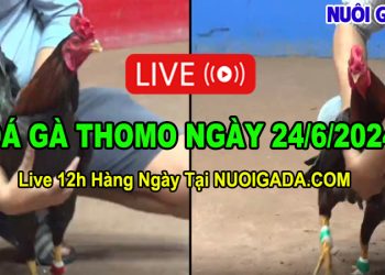 Xem trực tuyến CPC3 đá gà video HD chất lượng ngày 24/6/2024