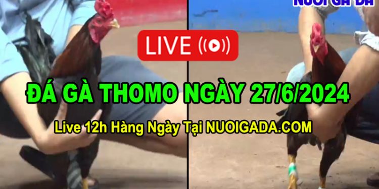 Xem đá gà trực tiếp mỗi ngày tại CPC3 Thomo ngày 27/6/2024
