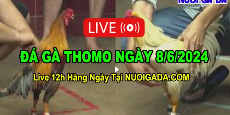 Clip đá gà trực tiếp HD CPC3 chất lượng cao ngày 8/6/2024