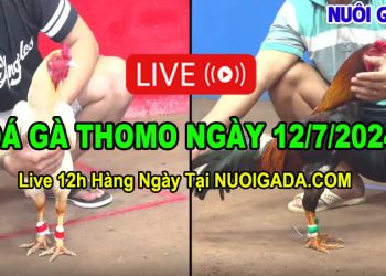 Xem đá gà trực tiếp từ CPC3 Campuchia ngày 12/7/2024